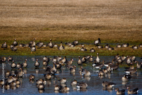 Huge crowd of migratory goose birds on flood land at field in countryside. © Gints