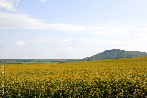 A field of rapeseed in Bulgaria