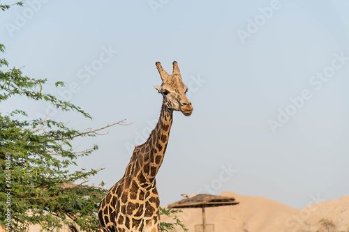  Beautiful wild animal tall Giraffe in Al Ain Zoo Safari Park  United Arab Emirates