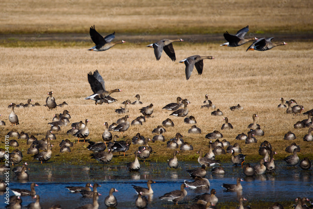 Huge crowd of migratory goose birds on flood land at field in countryside.