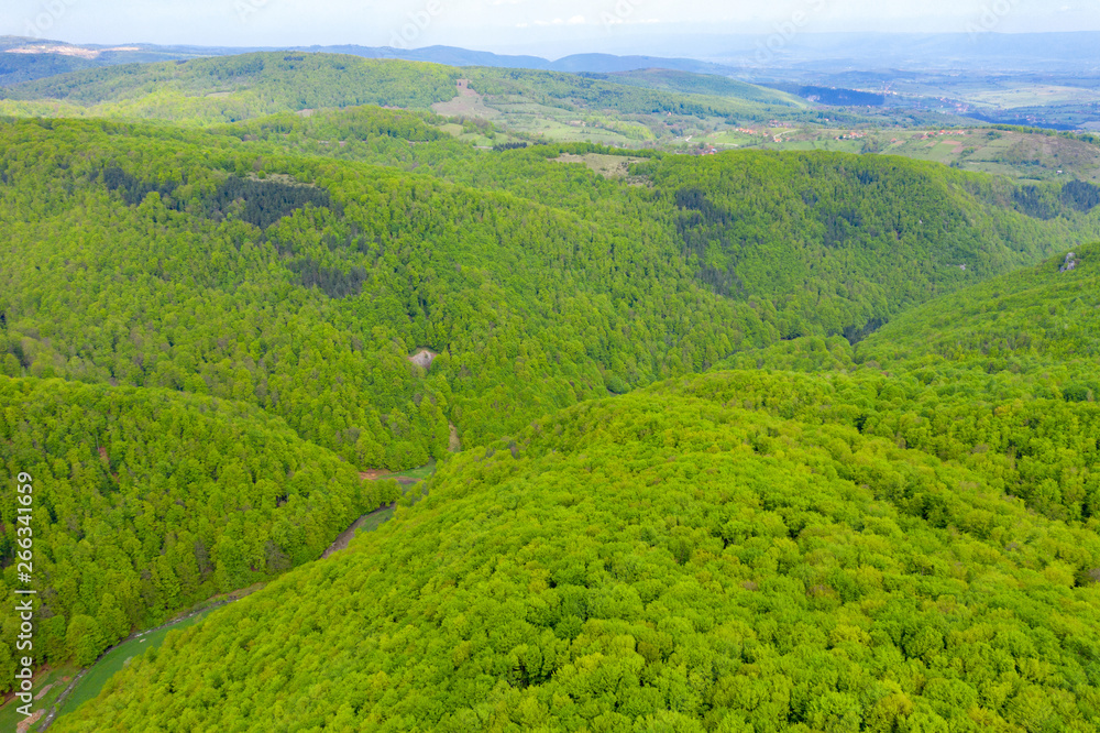 Aerial view of a dense green forest canopy Aerial view of a dense green forest canopy