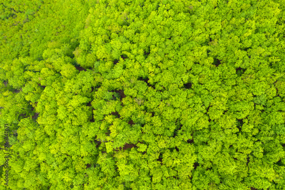 Aerial view of a dense green forest canopy