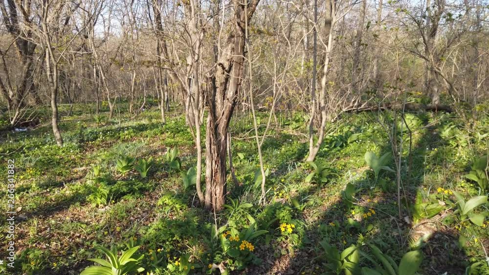 Spring forest, natural landscape. Primorsky Krai, Russia Spring forest, natural landscape. Primorsky Krai, Russia