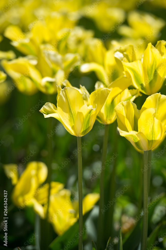 Tulips in garden in sunny day. Spring flowers. Gardening. Tulips in garden in sunny day. Spring flowers. Gardening.