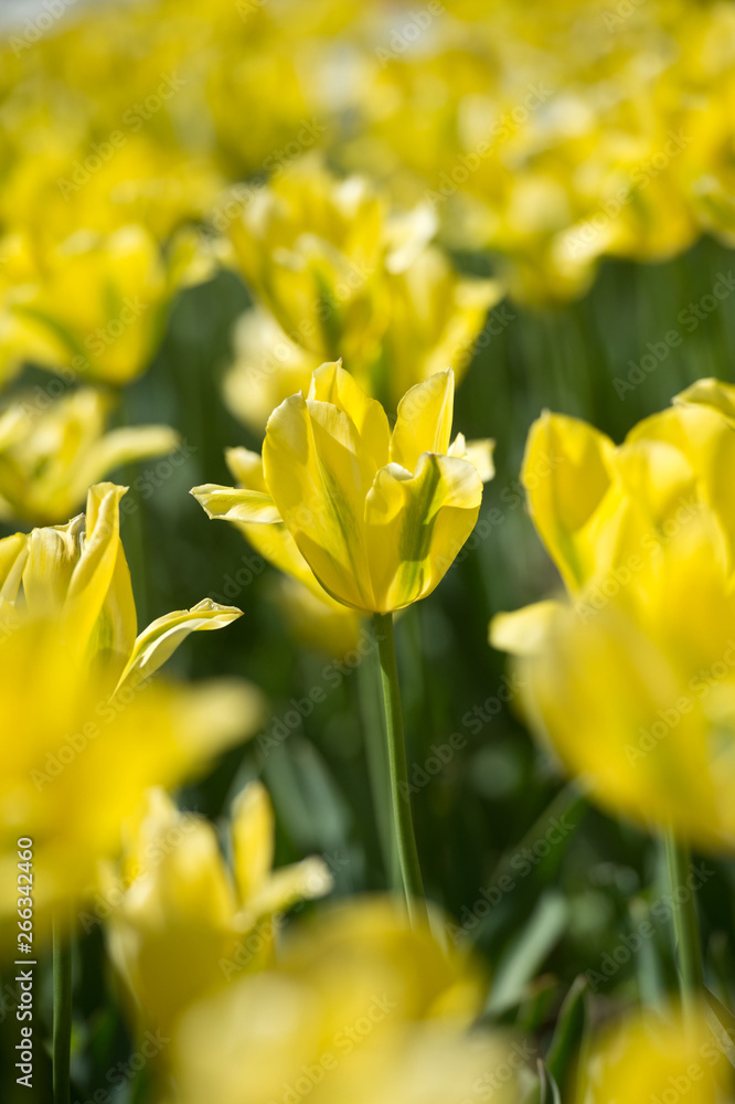 Tulips in garden in sunny day. Spring flowers. Gardening. Tulips in garden in sunny day. Spring flowers. Gardening.