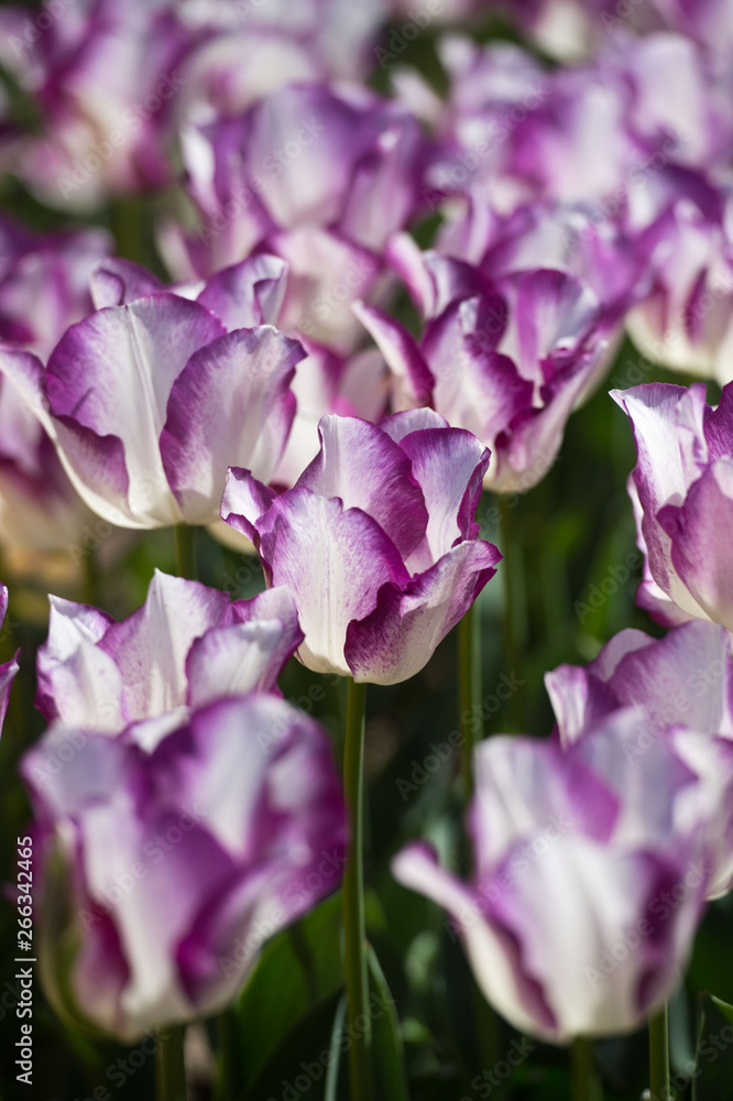 Tulips in garden in sunny day. Spring flowers. Gardening. Tulips in garden in sunny day. Spring flowers. Gardening.