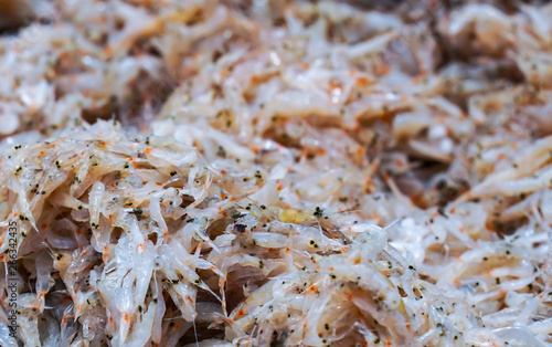 Obraz na plátně Fresh krill from the sea