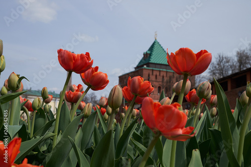 background summer flowers tulips red flower bed