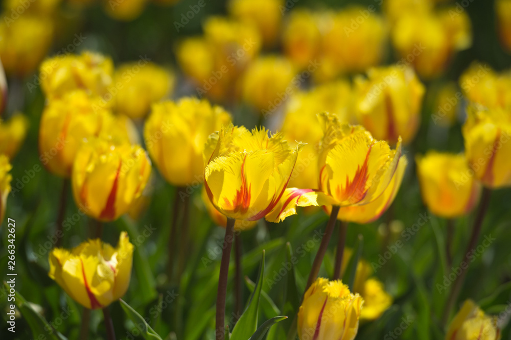 Tulips in garden in sunny day. Spring flowers. Gardening. Tulips in garden in sunny day. Spring flowers. Gardening.