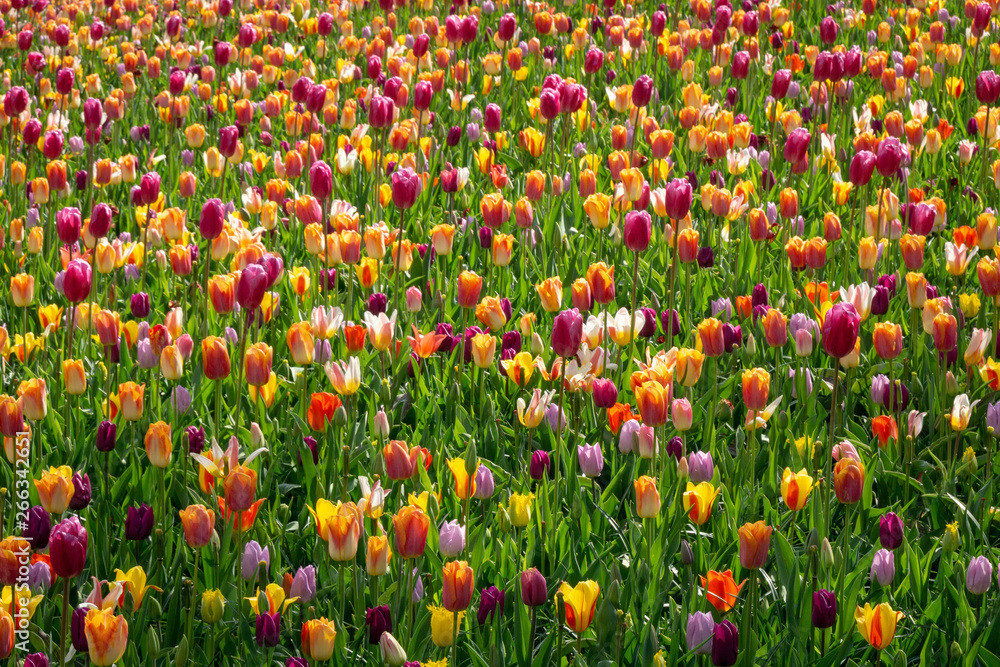 Tulips - Netherlands - 2019