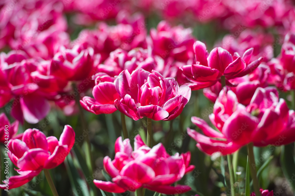 Tulips in garden in sunny day. Spring flowers. Gardening. Tulips in garden in sunny day. Spring flowers. Gardening.