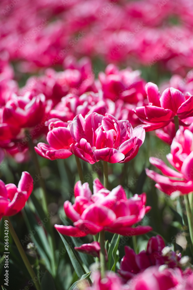 Tulips in garden in sunny day. Spring flowers. Gardening. 