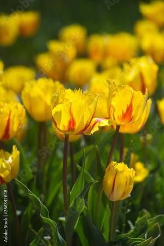 Tulips in garden in sunny day. Spring flowers. Gardening. 