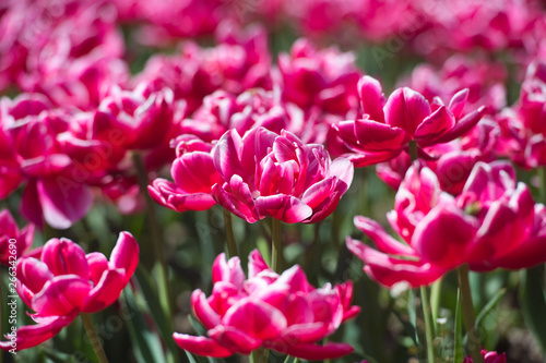 Tulips in garden in sunny day. Spring flowers. Gardening. 