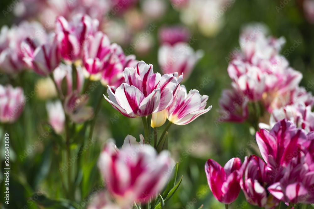 Tulips in garden in sunny day. Spring flowers. Gardening. Variety Flaming Club. Tulips in garden in sunny day. Spring flowers. Gardening. Variety Flaming Club.