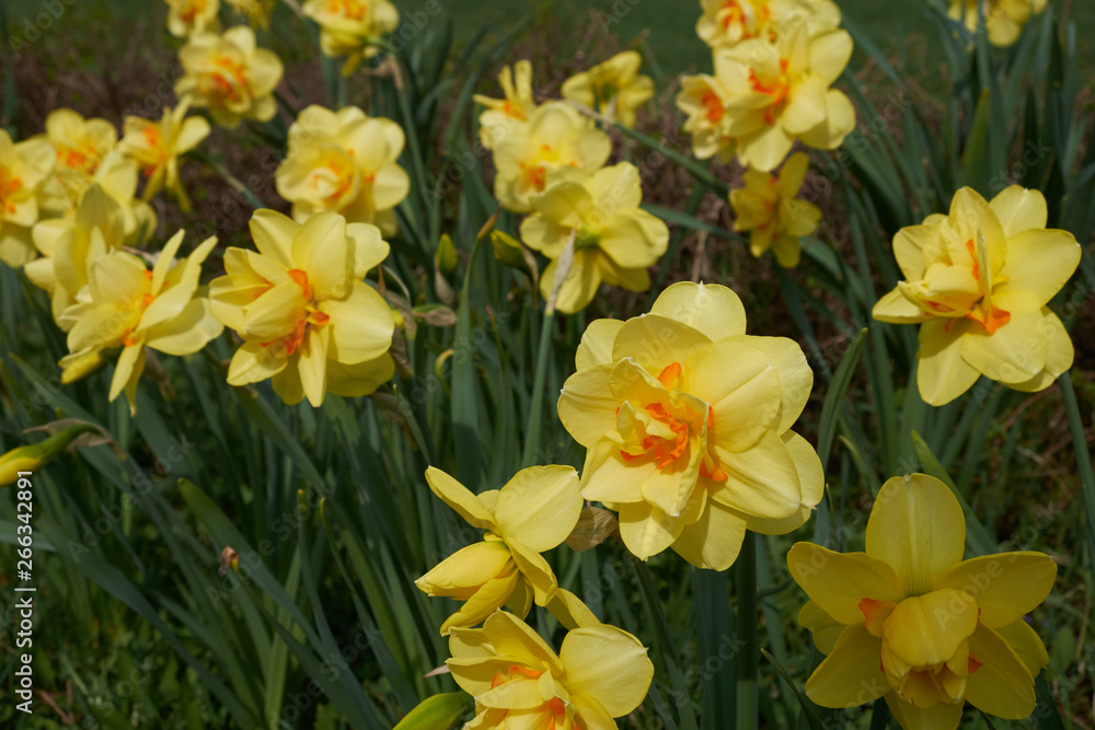 background summer flowers daffodils yellow flower bed background summer flowers daffodils yellow flower bed