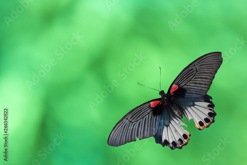 Old Papilio machaon butterfly or Swallowtail butterfly on abstract green bokeh on background