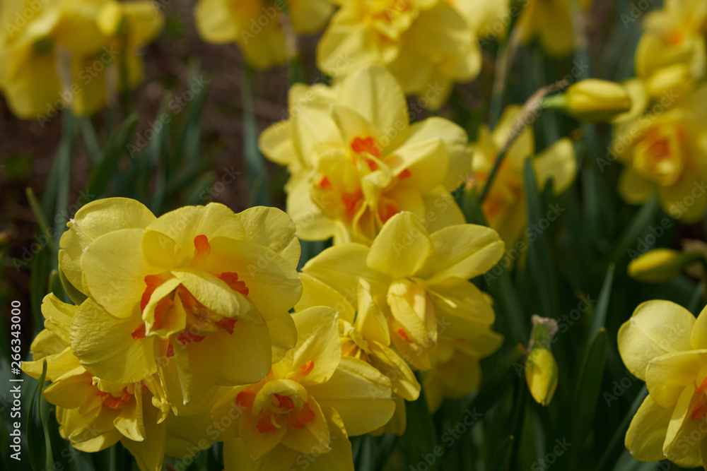 background summer flowers daffodils yellow flower bed background summer flowers daffodils yellow flower bed