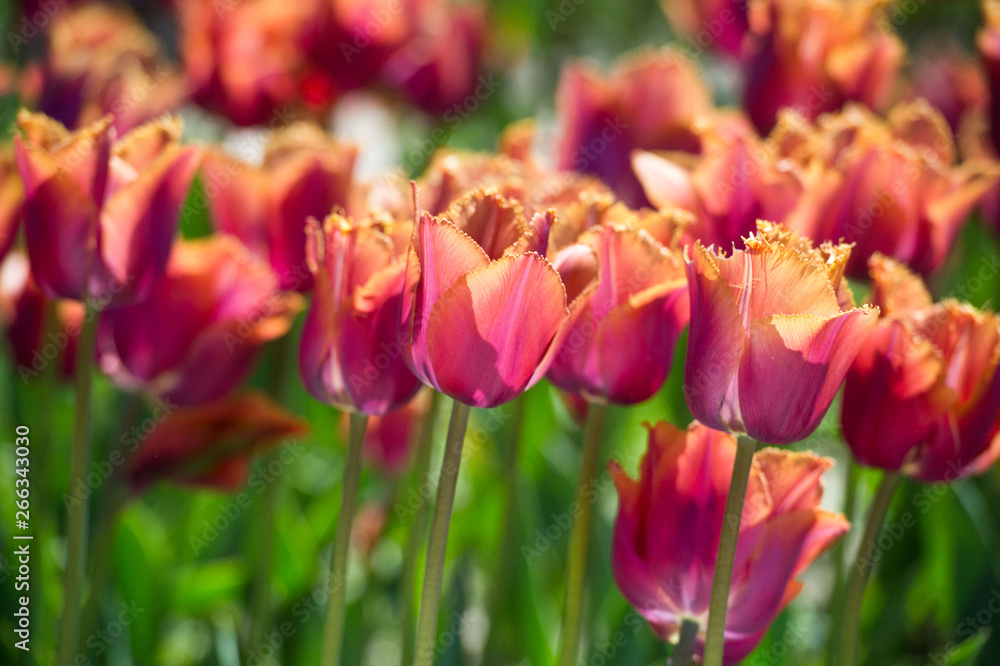 Tulips in garden in sunny day. Spring flowers. Gardening. Tulips in garden in sunny day. Spring flowers. Gardening.