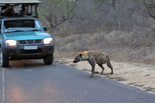 hyena crossing road with ranger safari vehicle
