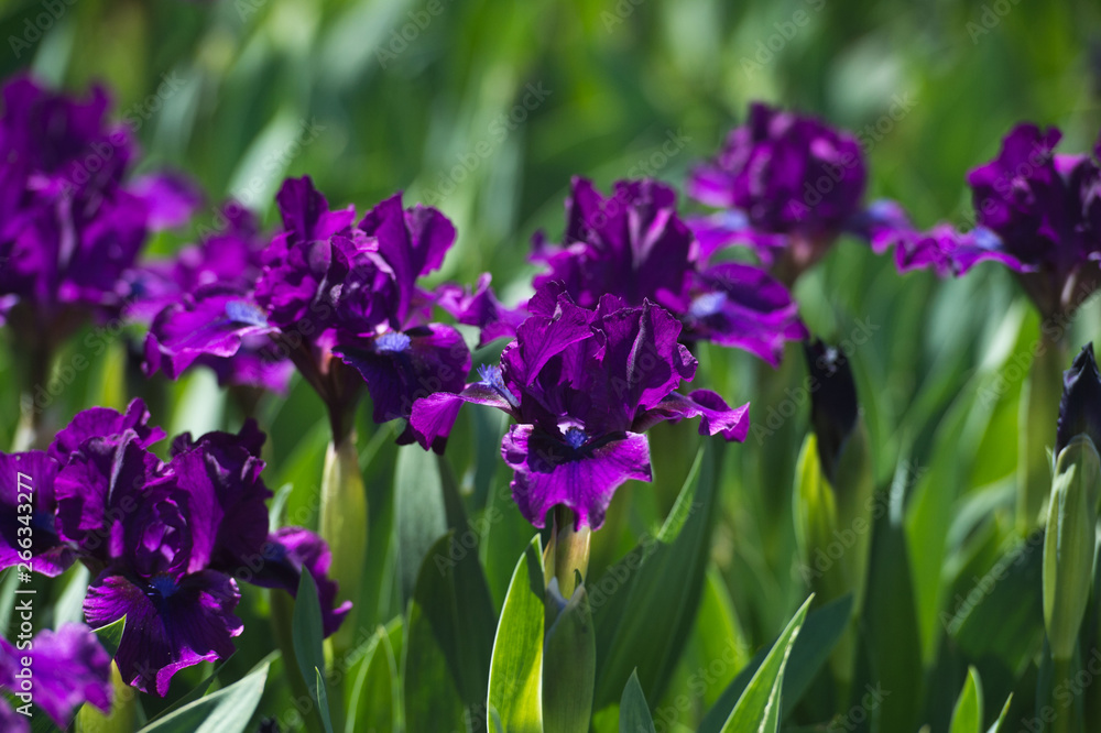 Colorful irises in the garden, perennial garden. Gardening. Bearded iris. Valery Bourgeois. 