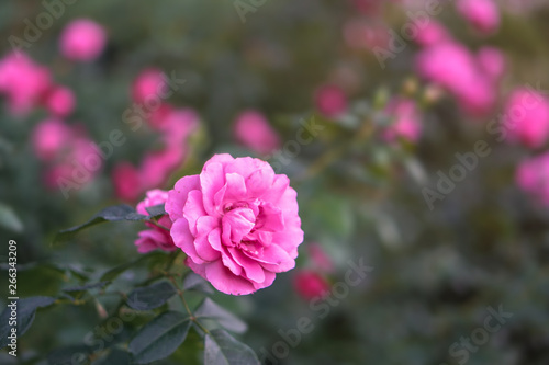 Beautiful colorful pink roses in the garden. Stock background for design
