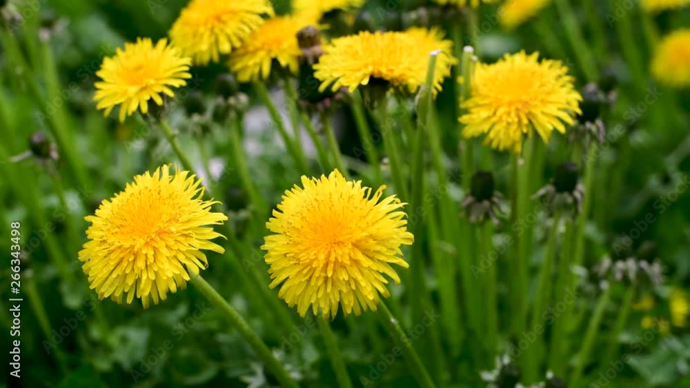Bright dandelion flower and wind in a spring garden Bright dandelion flower and wind in a spring garden