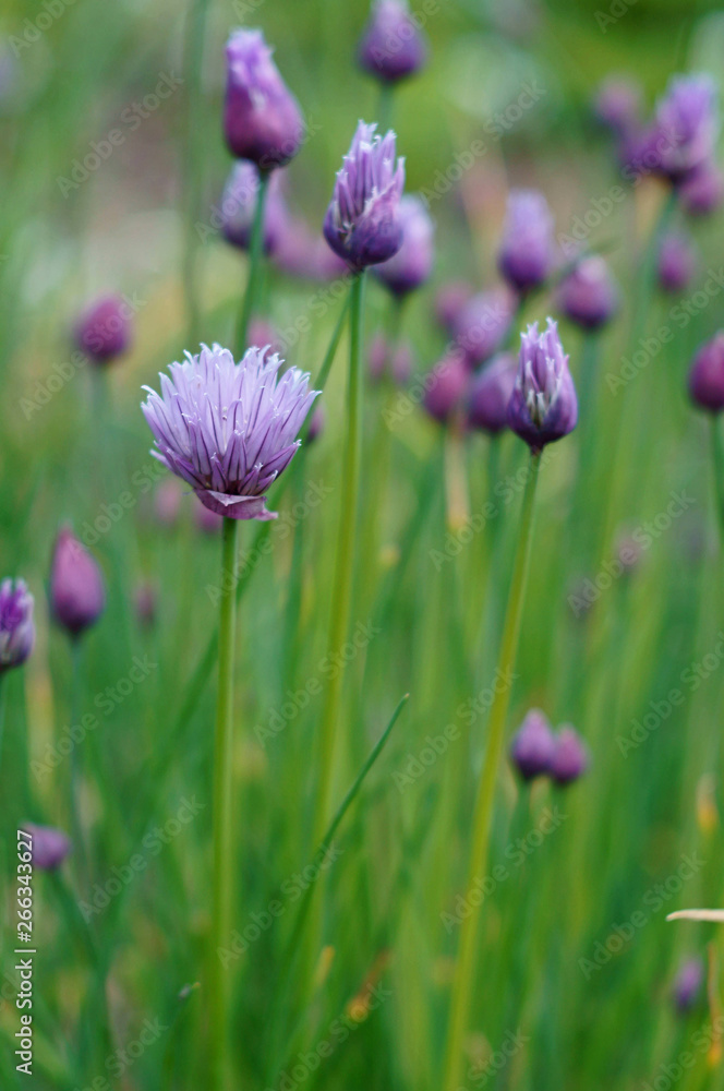 purple blossom of chives purple blossom of chives
