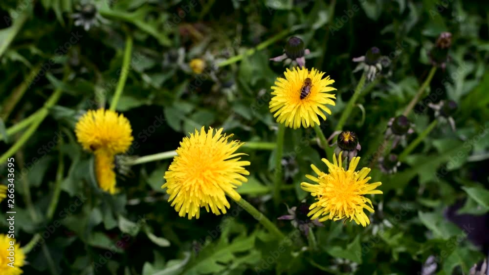 Bright dandelion flower and wind in a spring garden Bright dandelion flower and wind in a spring garden
