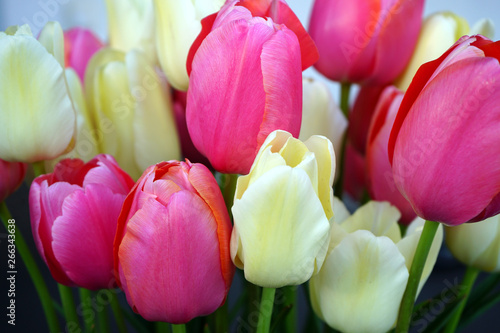 Tulpen 10
