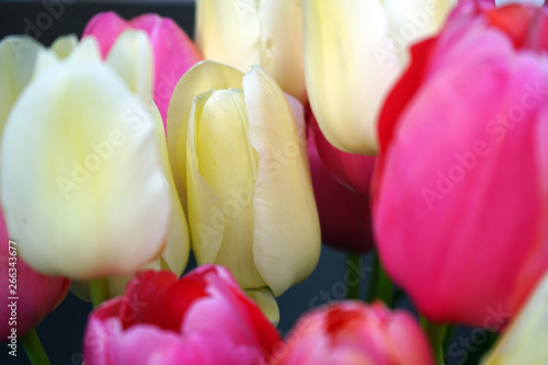 Tulpen 09