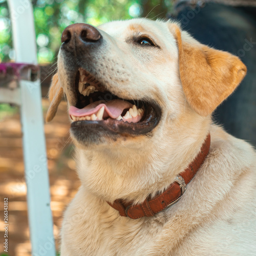 Funny dog Labrador on the street photo