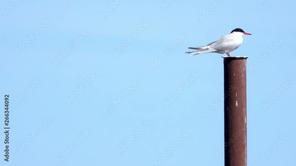Common Tern sitting on a metal post HD