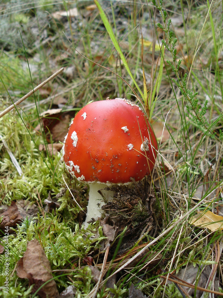 Close-up view of red Amanita muscaria (fly agaric or fly amanita) in a forest Close-up view of red Amanita muscaria (fly agaric or fly amanita) in a forest