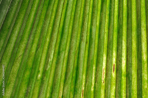 Palm leaf texture background close up