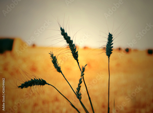 UN jour dans les champs