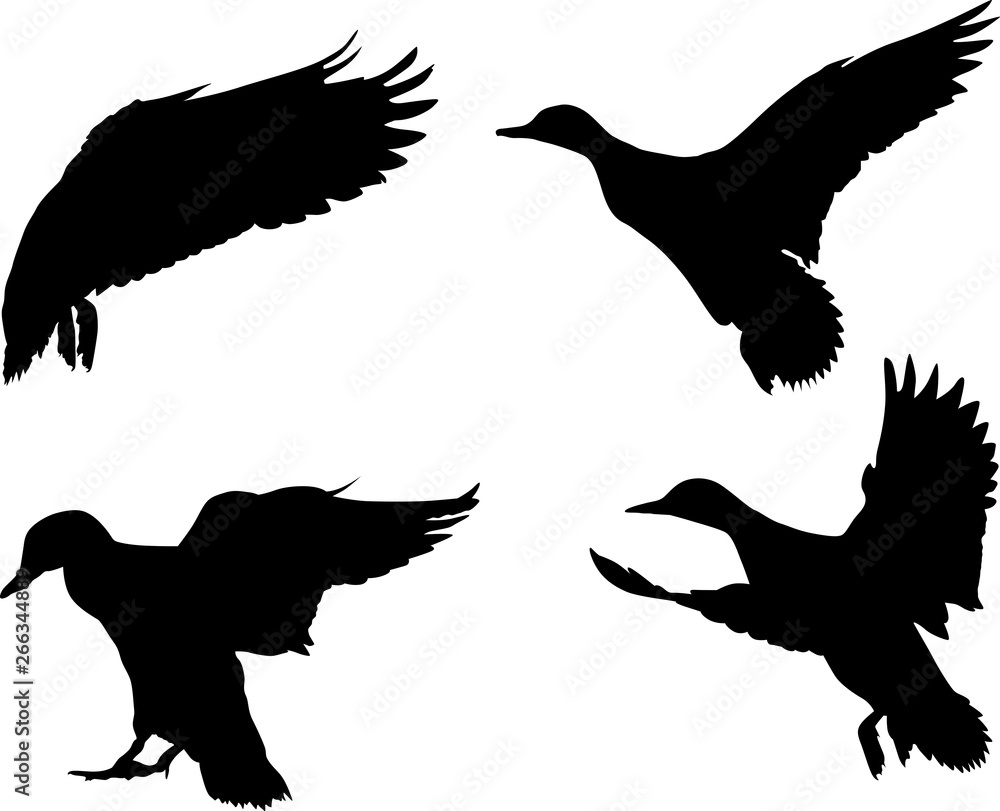 Fototapeta premium isolated on white four flying ducks silhouettes