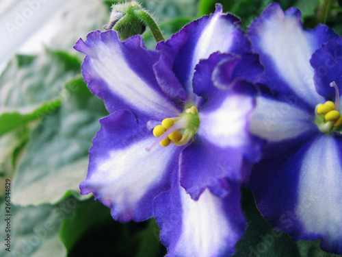 фотографія Violet Yukako, Saintpaulia, Violet family, star flower, carved petals, cruciform