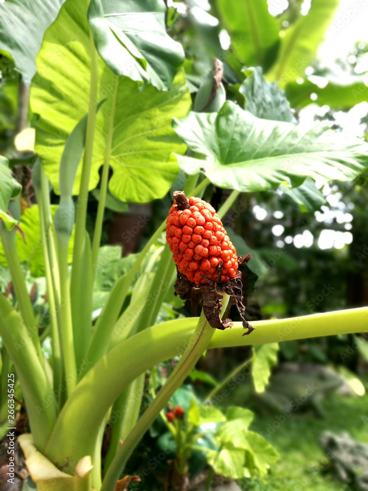 Tropical plants and fruits Tropical plants and fruits