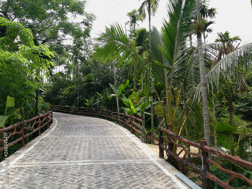 Tropic road jungle