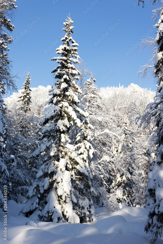 Freshness of the winter forest Freshness of the winter forest