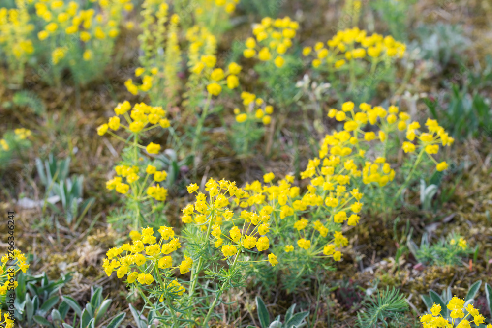 Fototapeta premium Euphorbia cyparissias, cypress spurge flowers