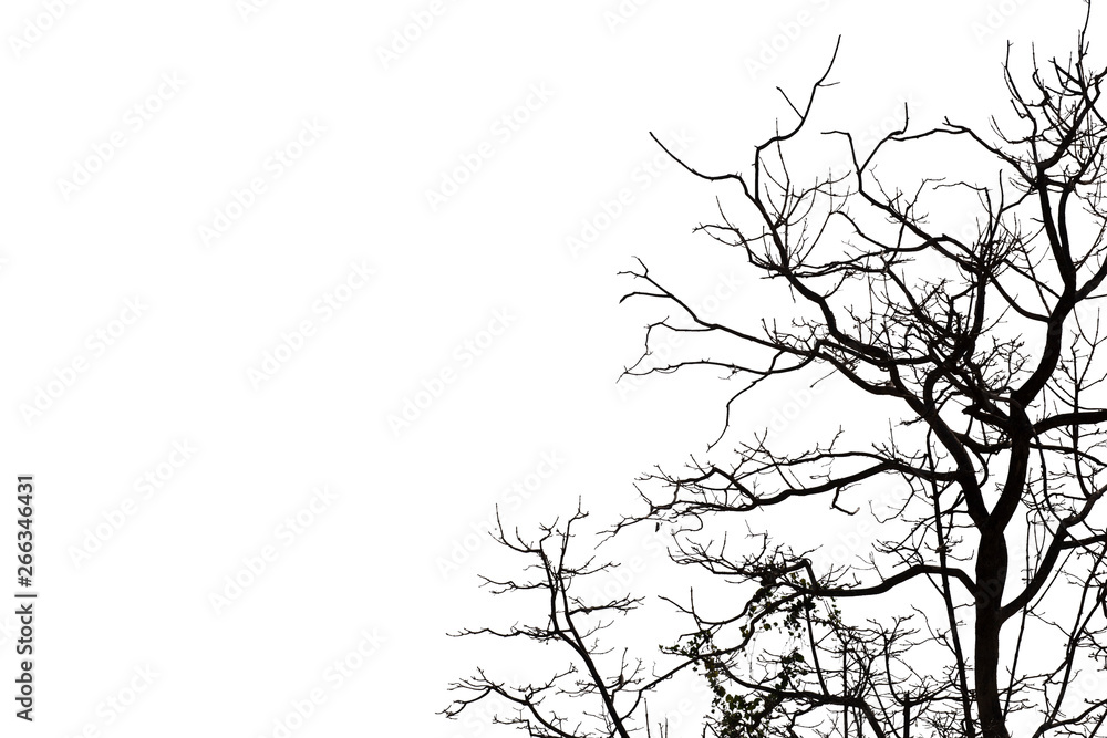 Fototapeta premium Dead branches , Silhouette dead tree or dry tree on white background with clipping path.