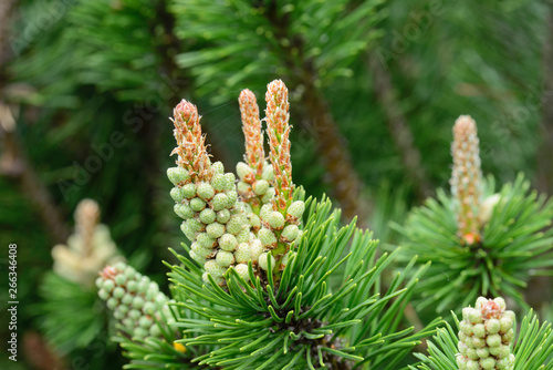 pinus mugo, pine male flowers