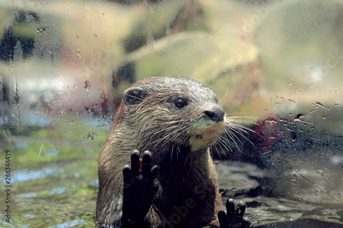otter behind glass at zoo © cceliaphoto