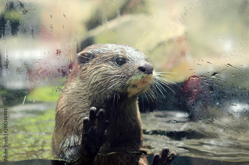 close up of otter behind glass at zoo © cceliaphoto