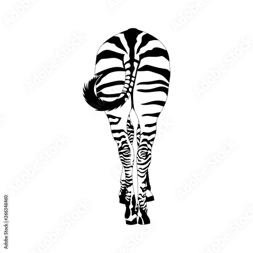 Zebra von hinten