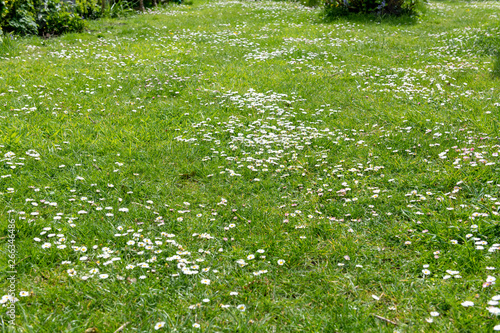 Fototapeta Naklejka Na Ścianę i Meble -  Daisies in the lawn of a garden