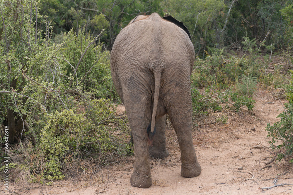 Fototapeta premium View from behind of baby elephant feeding on acacia leaves