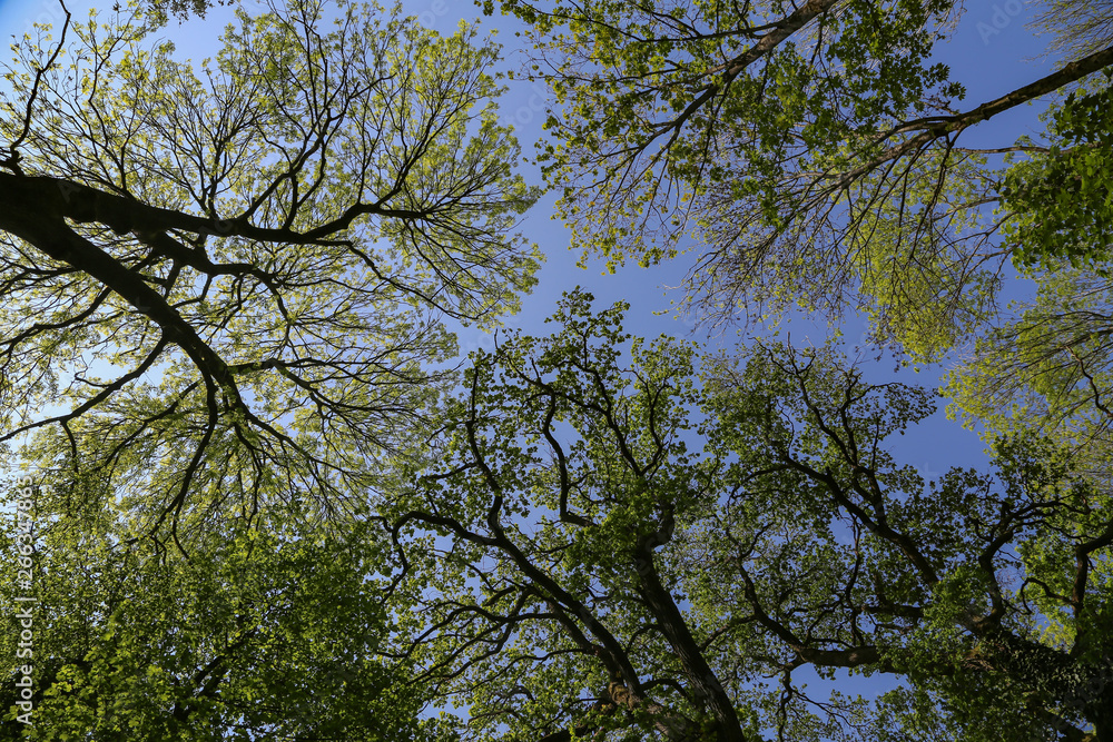Fototapeta premium The tops of green trees against the blue sky